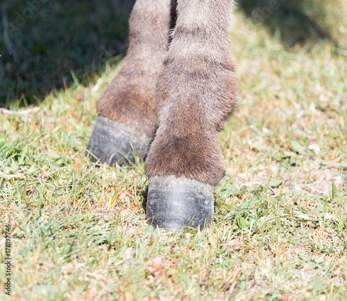 hooves of a donkey in nature photo