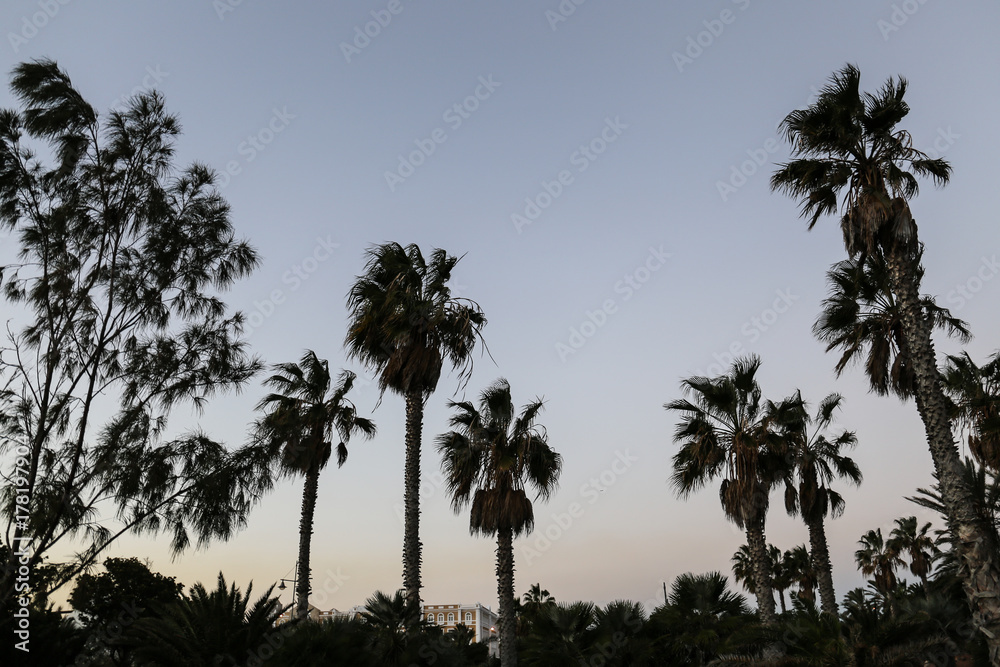 Obraz premium palms