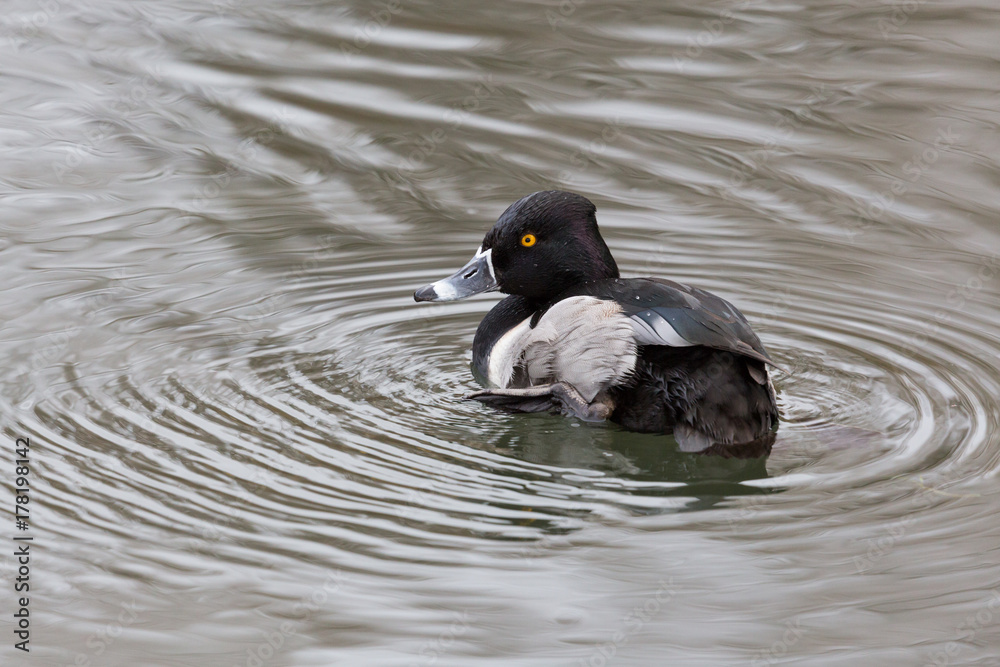 side view of male ring-billed ringneck duck (aythya collaris) swimming side view of male ring-billed ringneck duck (aythya collaris) swimming