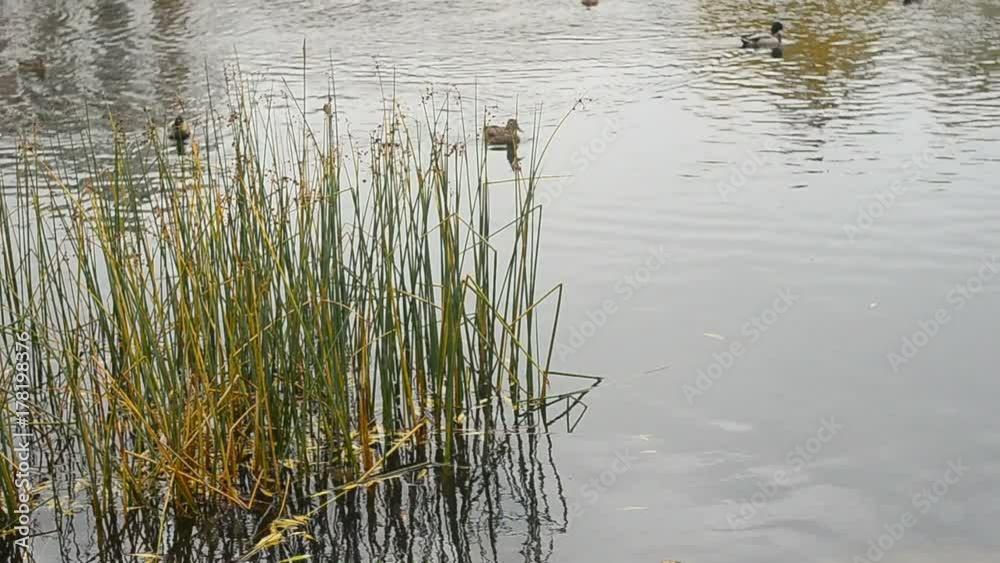 Ducks swimming in lake near the cost Ducks swimming in lake near the cost
