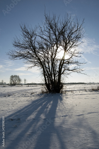 The sun behind a leafless tree © darekb22