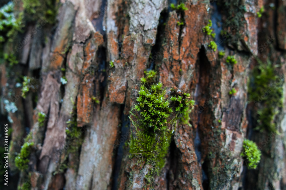 texture of the bark of a brown tree with moss and snow texture of the bark of a brown tree with moss and snow