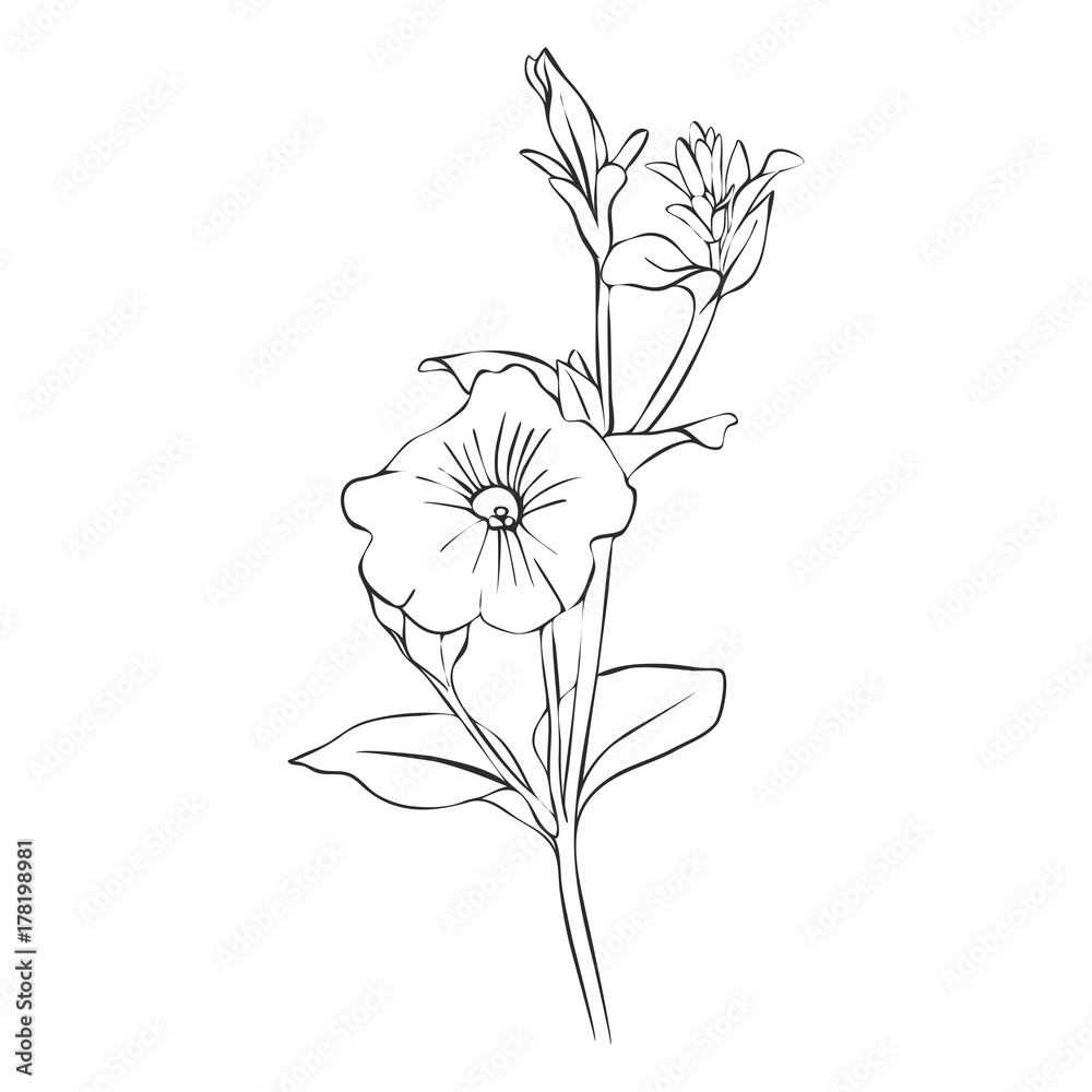vector drawing flower vector drawing flower