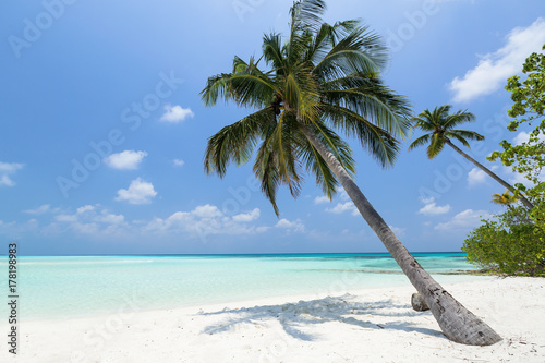 Coconut palm tree on Maldives island
