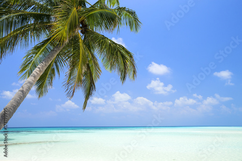Coconut palm tree on Maldives island © photopixel