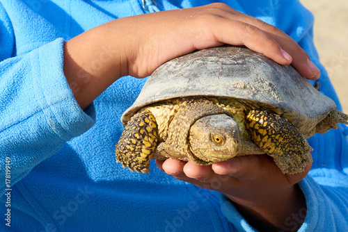 The European marsh turtle (Emys orbicularis) The European marsh turtle is a species of freshwater turtles from the genus of swamp turtles. It is found in southern and central Europe, West Asia and Nor photo