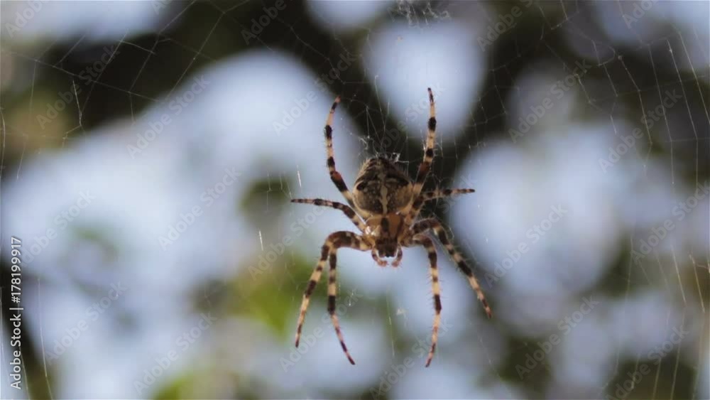 spider for hunting/Spider on a web of hunting for a victim spider for hunting/Spider on a web of hunting for a victim