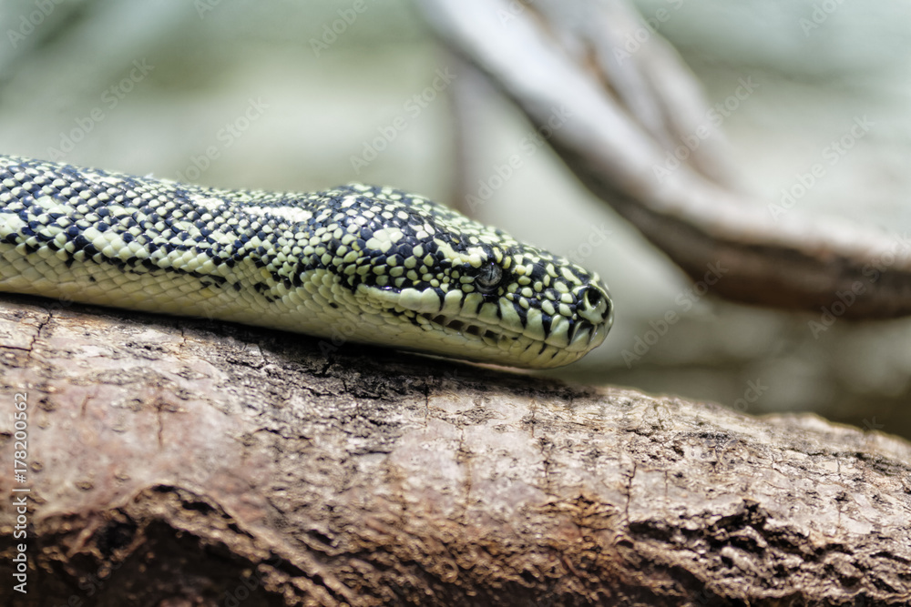 Naklejka premium Promenade au zoo...