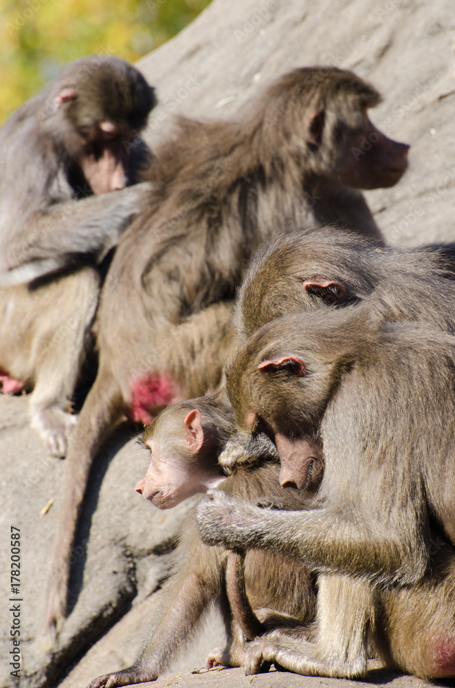 Affen (Paviane) bei der Fellpflege