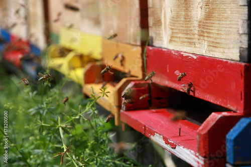 Honigbienen vor Bienenstock 