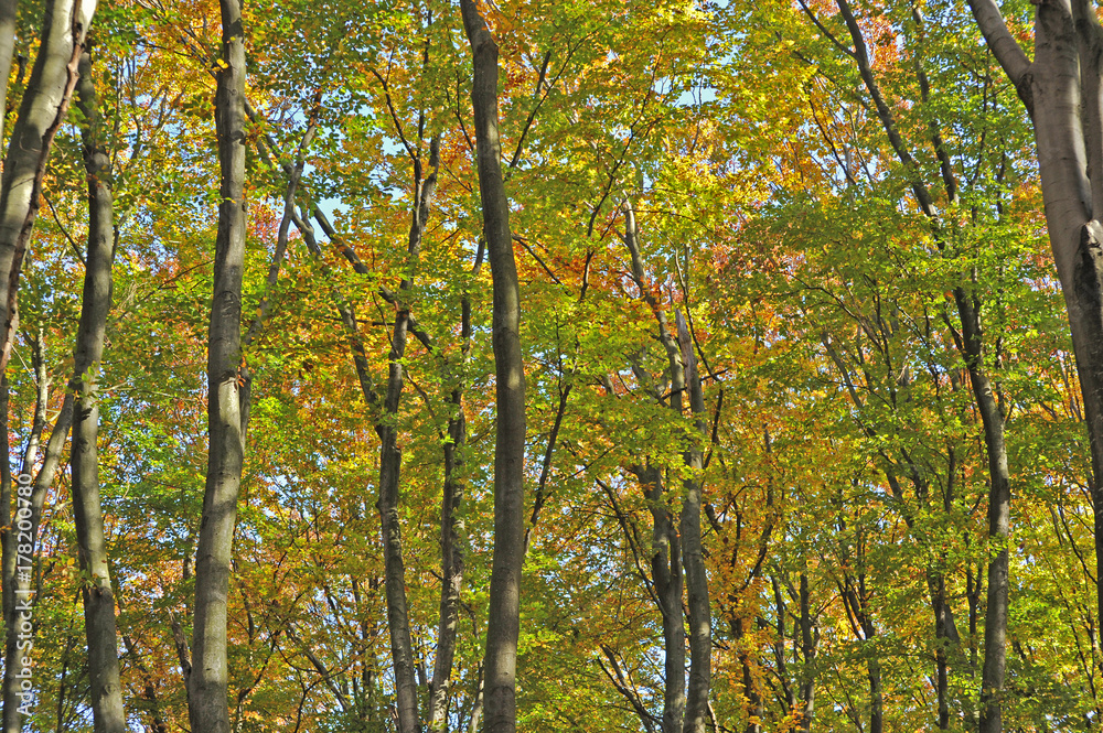 Fototapeta premium Trees in the forest in autumn.