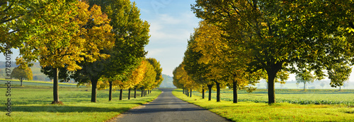 Vászonkép Avenue of Linden Trees in Autumn
