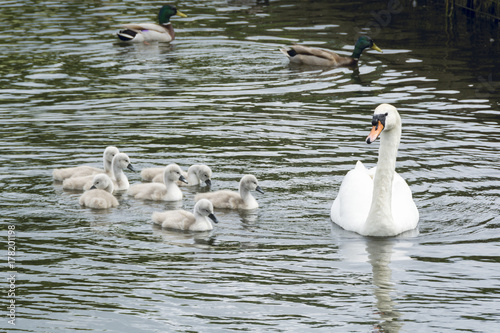 Fototapeta Naklejka Na Ścianę i Meble -  Mother swan and her seven chicks swimming in Caldecotte lake in UK summer 2
