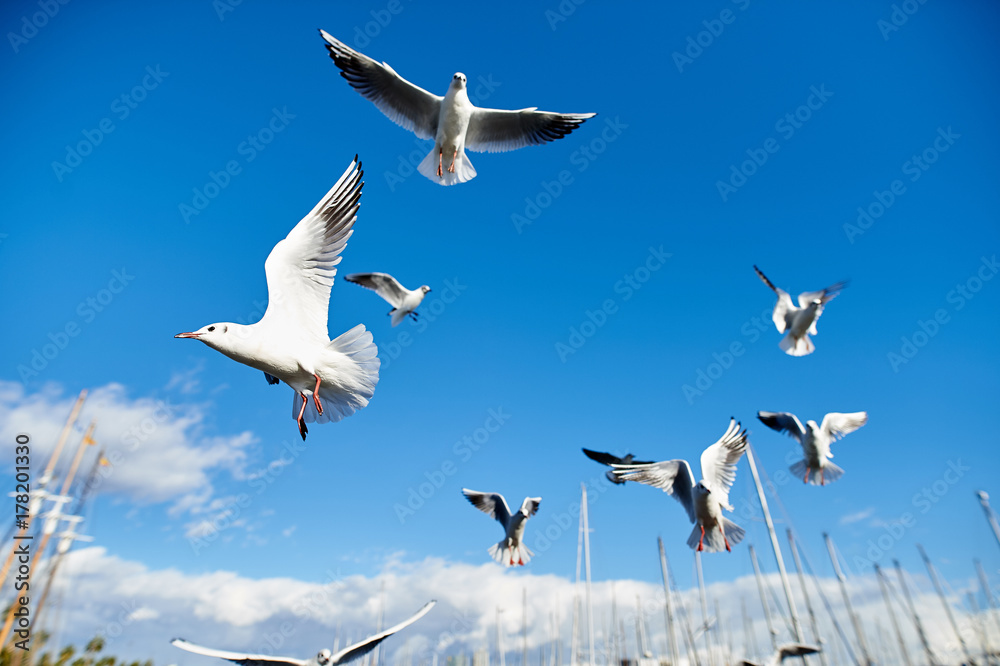 Seagulls flying against blue sky in a marina Seagulls flying against blue sky in a marina