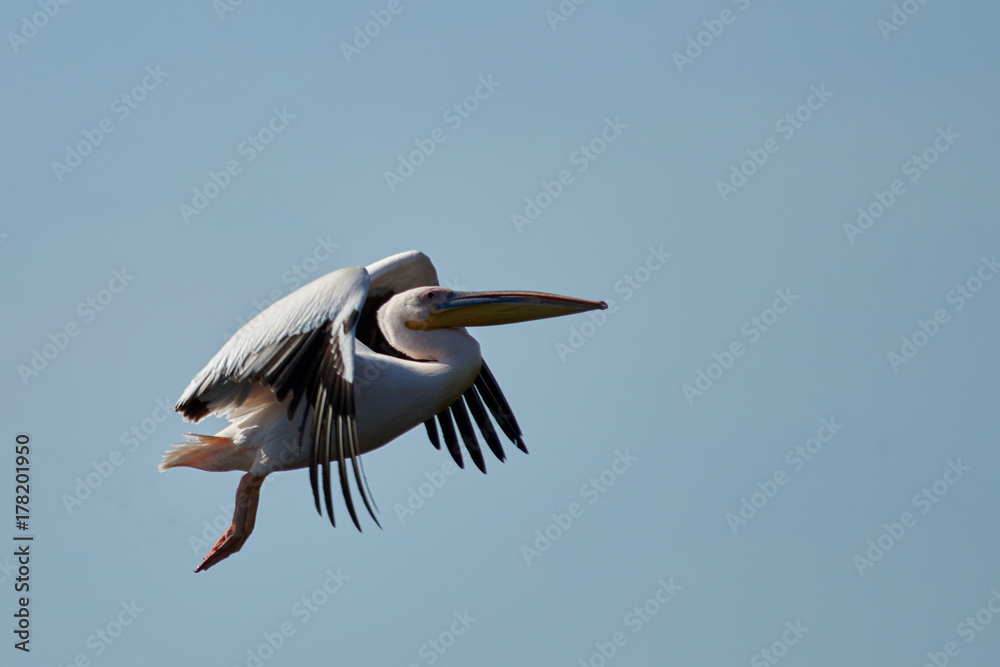 Obraz premium Pelican Pelicans are a genus of large water birds that makes up the family Pelecanidae. They are characterised by a long beak and a large throat pouch used for catching fishing.