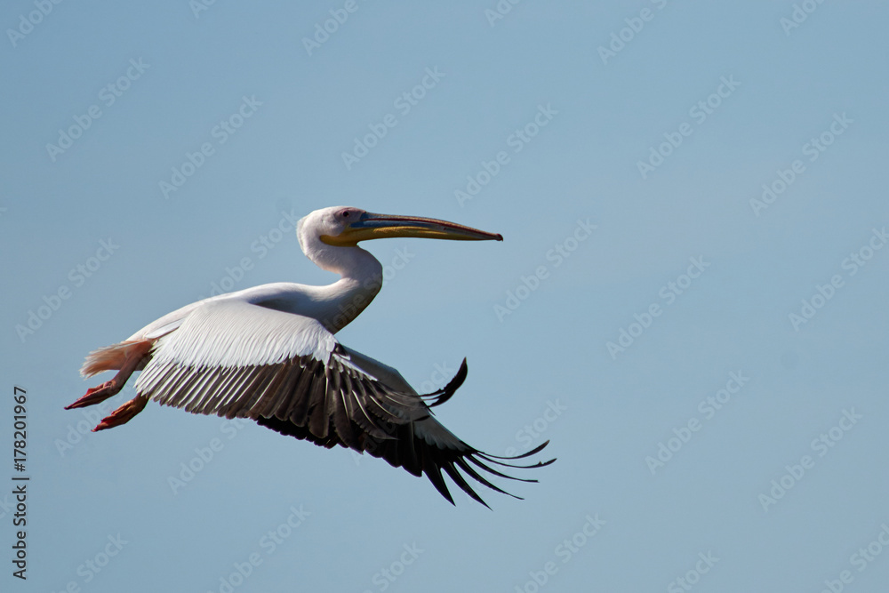 Fototapeta premium Pelican Pelicans are a genus of large water birds that makes up the family Pelecanidae. They are characterised by a long beak and a large throat pouch used for catching fishing.