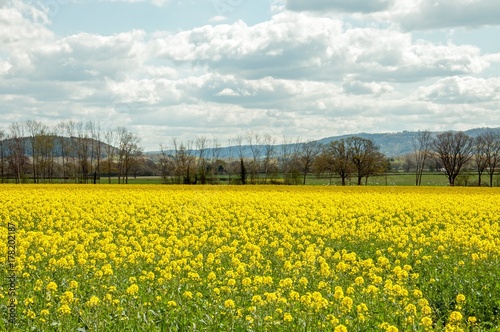Summertime yellows from the canola crops in the English countryside.