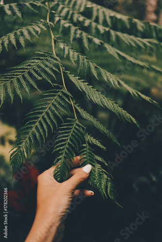 Dark green leaves texture and background. Texture of green leaves. Close up view of green leaves. Woman's hand touching dark green leaves on a blurred jungle forest background. Healthy vacation.