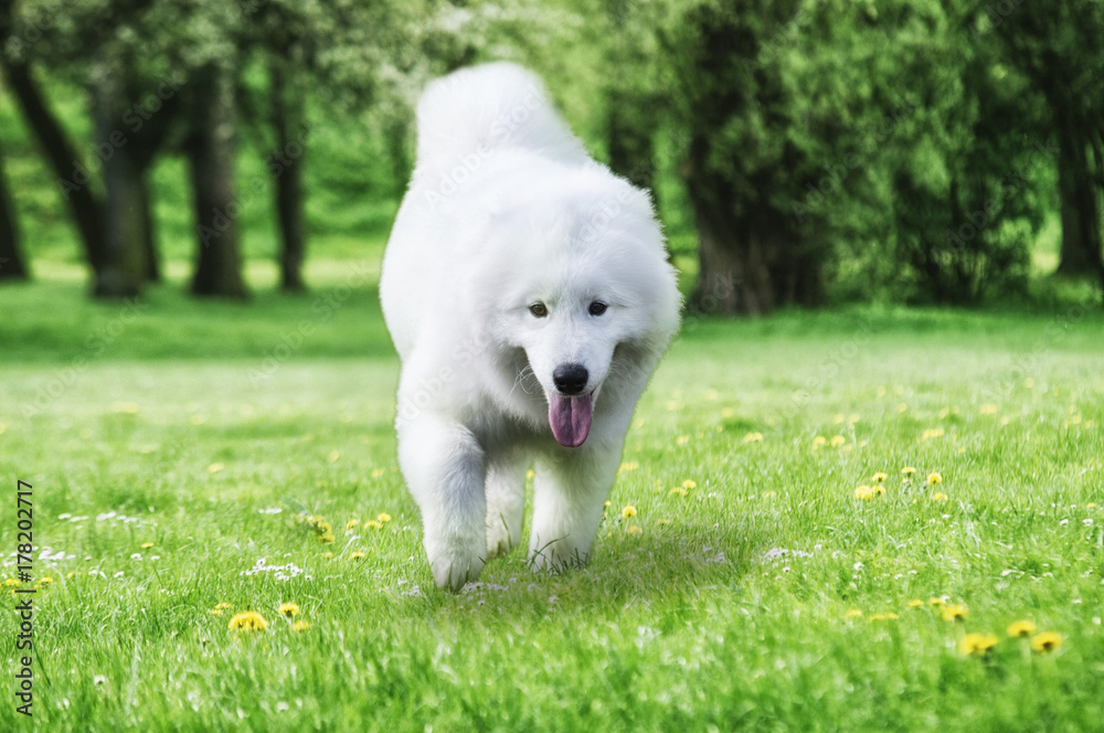 Close up on Samoyed dog running on the grass