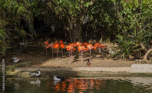 flamingo, summer, pink, pool, zoo, ducks, traveling, nature, dominican republic