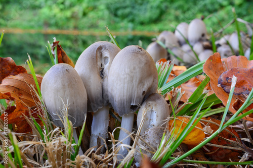 Quadro em tela Clumps of Tippler's bane mushrooms