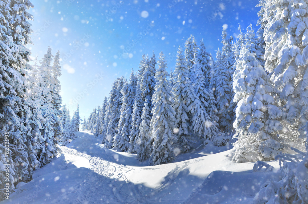 Fototapeta premium Christmas concept. Winter landscape with snowy trees and snowflakes