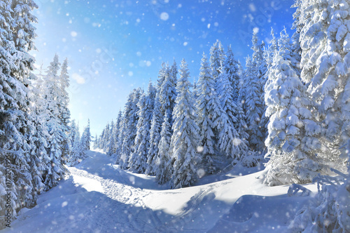 Christmas concept. Winter landscape with snowy trees and snowflakes © salajean