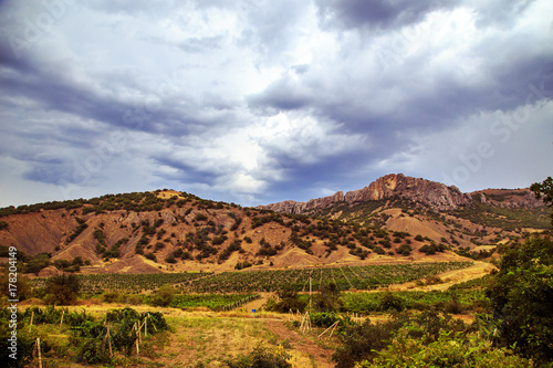 Vineyards at the foot of the Crimean mountains.