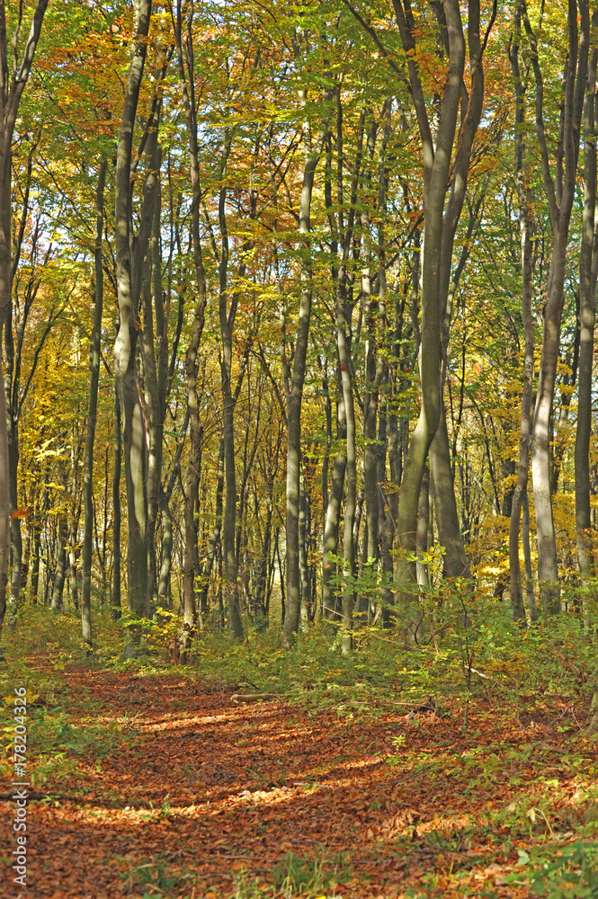 Obraz premium The road in the beautiful autumn forest