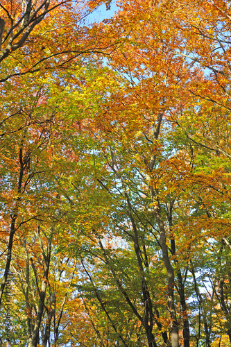 Trees in the forest in autumn.