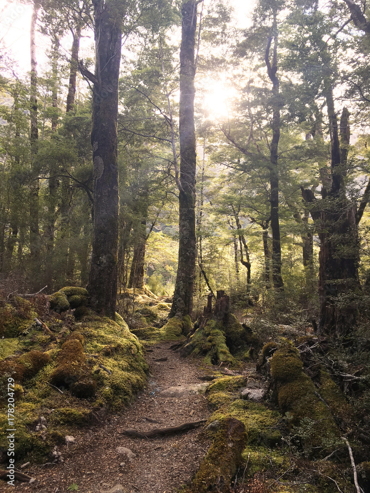 Obraz premium Forest of Kepler Track, New Zealand