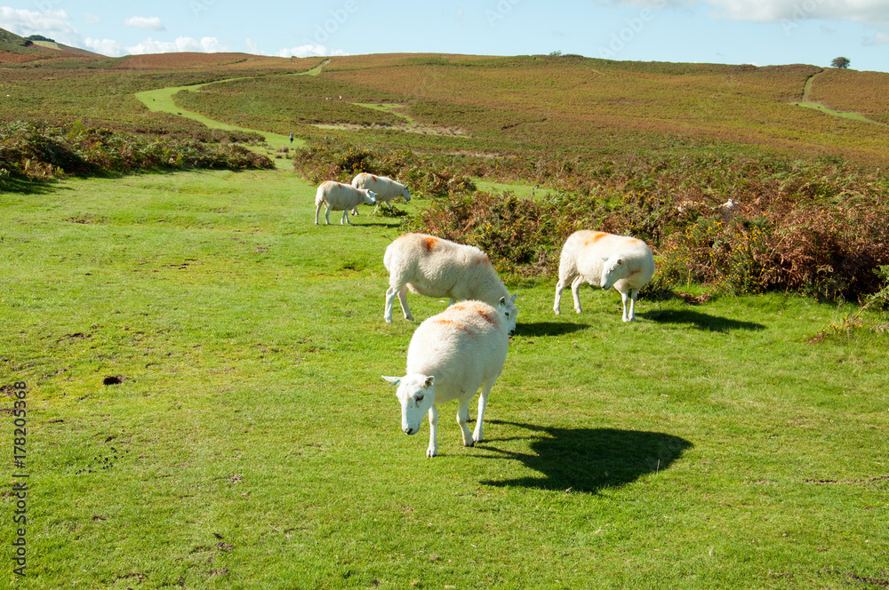 Sheep in the hills of the Brecon beacons, Wales, United Kingdom. Sheep in the hills of the Brecon beacons, Wales, United Kingdom.