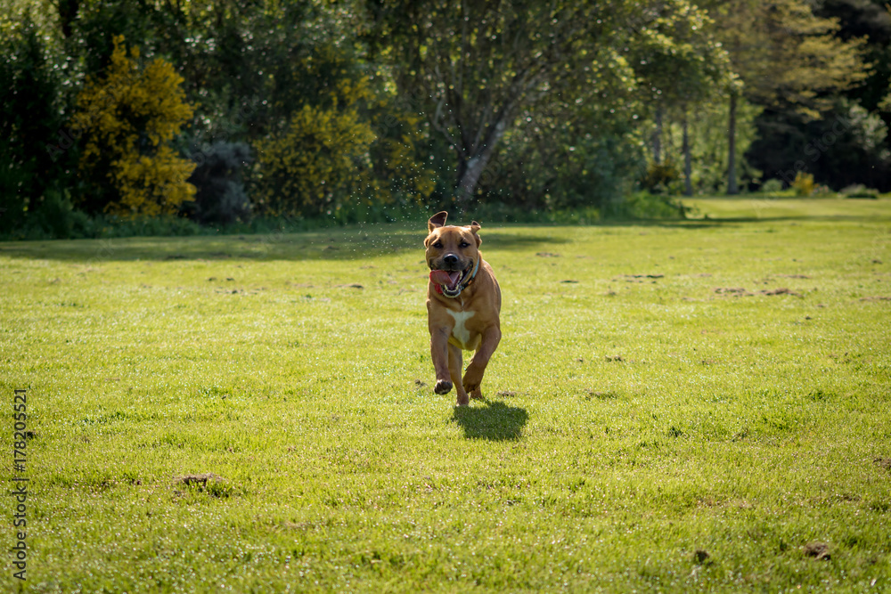 Happy Dog Running Towards Family
