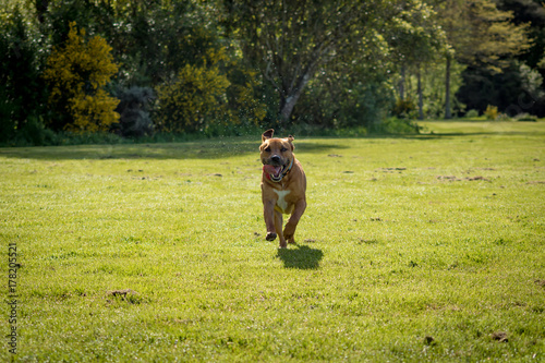 Happy Dog Running Towards Family © Joshua Daniels