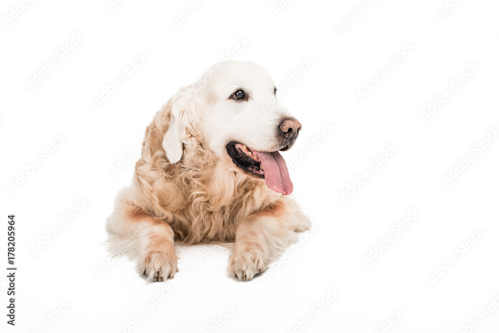 golden retriever dog golden retriever dog