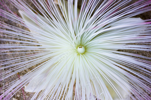 detail of  asiatic barringtonia flower on the sand photo