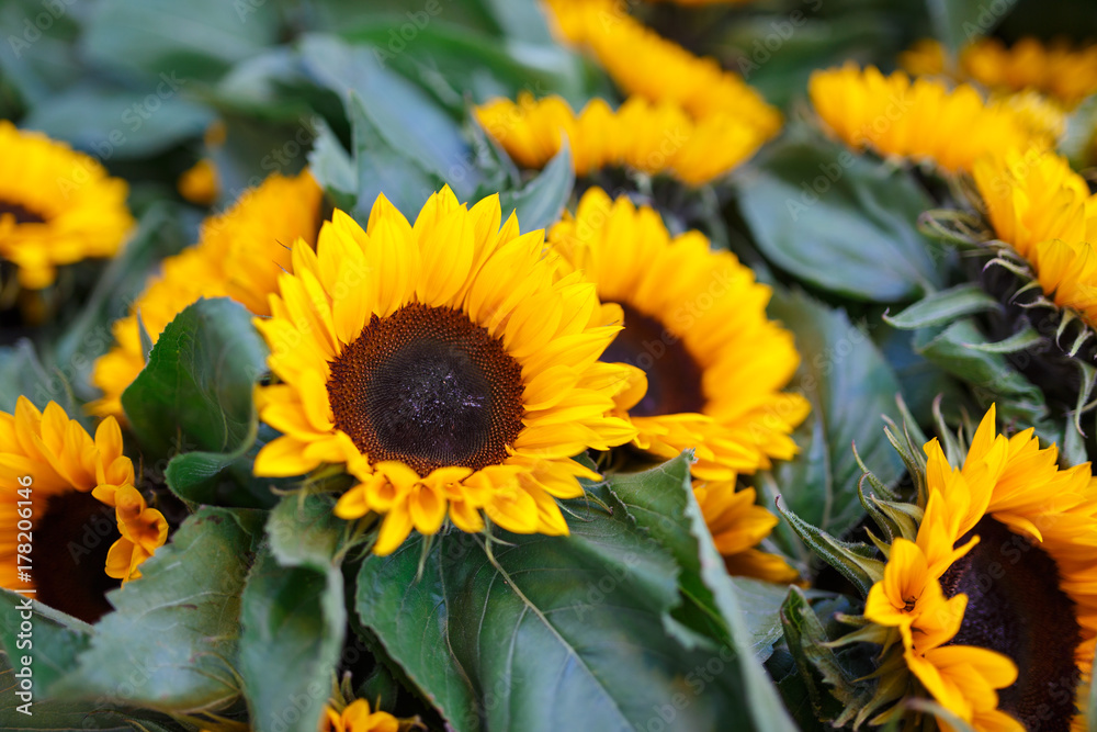 Obraz premium Bush of sunflowers close-up