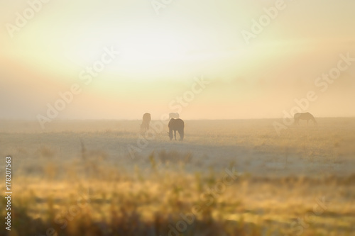 HORSES grazing in fog of dawn