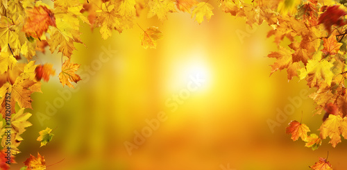 Autumn background with falling leaves  free space for text
