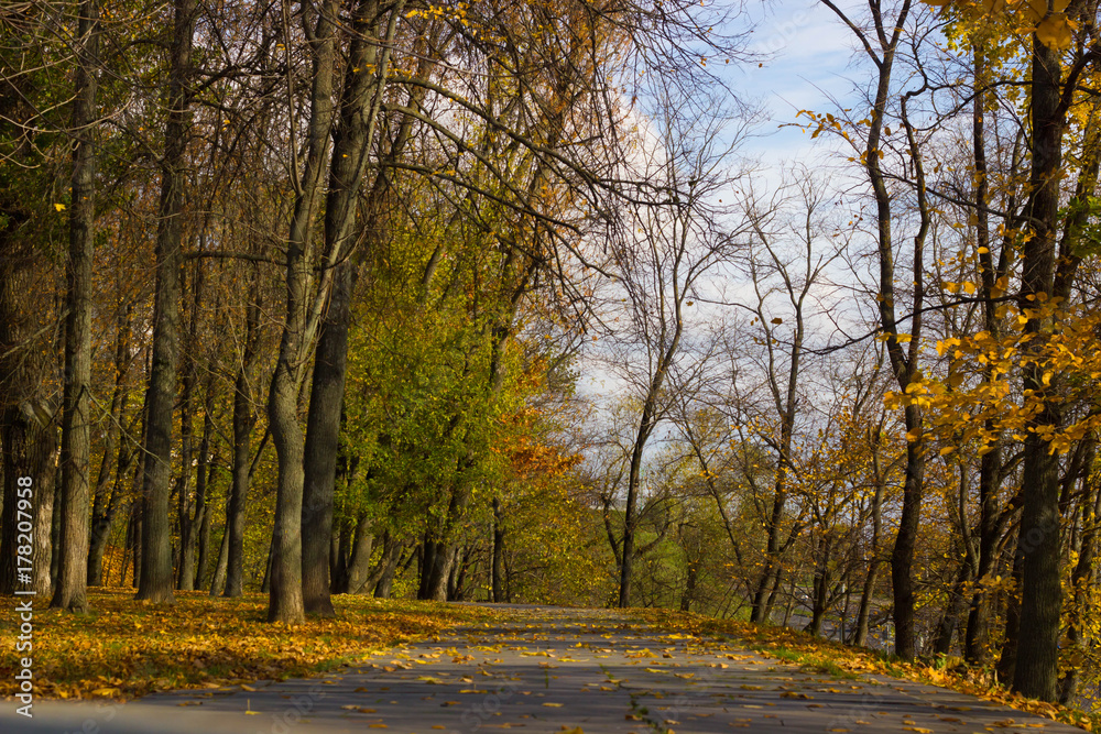 Obraz premium autumn, park