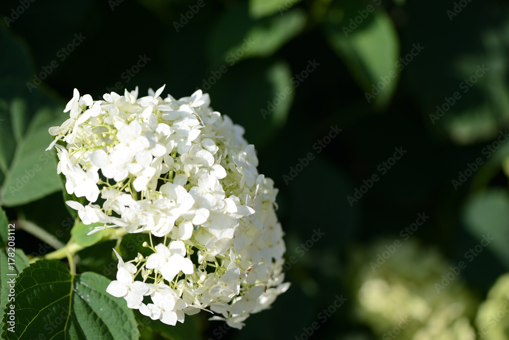 Flower hydrangeas lit by the bright summer sun Flower hydrangeas lit by the bright summer sun
