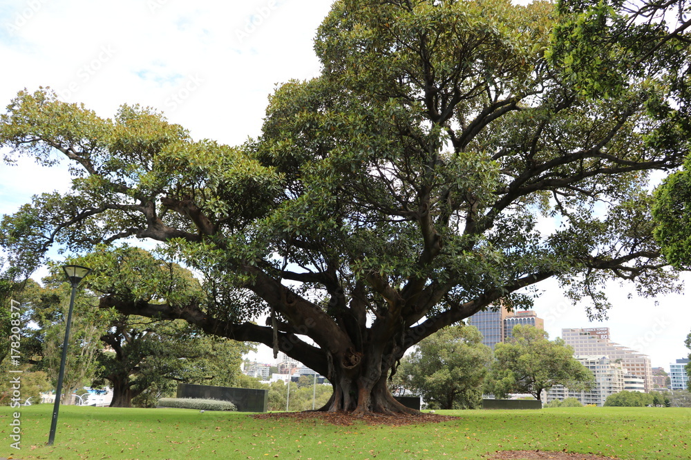 Fototapeta premium Ficus citrifolia in Sydney, Australia