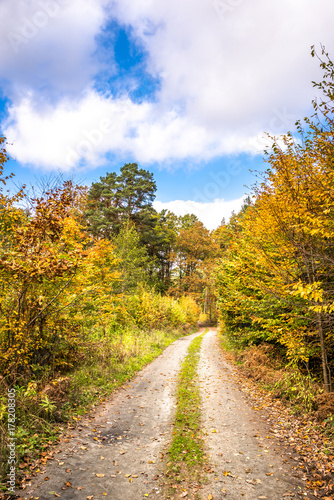 Polish forest in autumn, scenic landscape with path between trees with golden color
