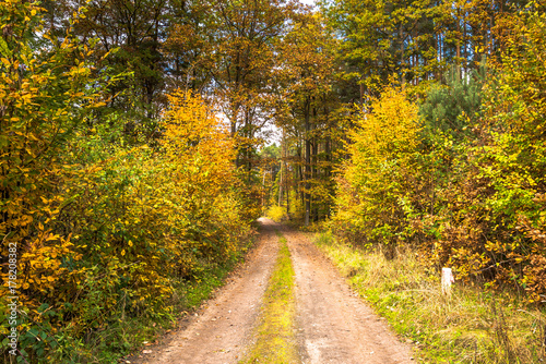 Rural road through forest in autumn, scenic landscape of trees with yellow orange leaves © alicja neumiler