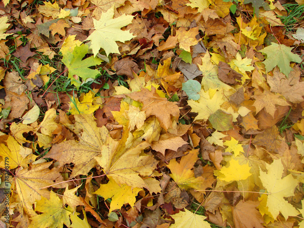Autumn background with dry yellow leaves. Top view