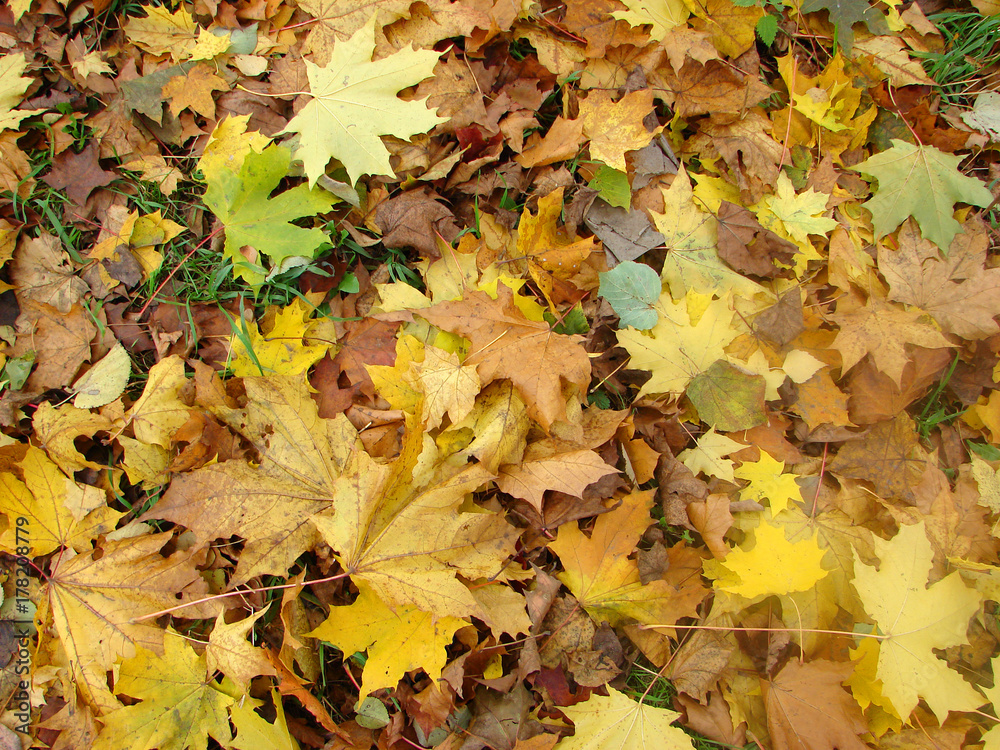 Autumn background with dry yellow leaves. Top view Autumn background with dry yellow leaves. Top view