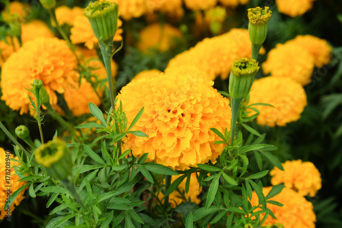 Beautiful Marigold flowers © Dontree