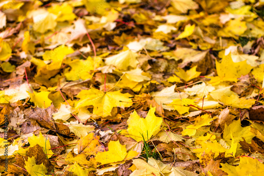 Autumn leaves background, fallen leaves in park