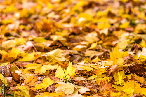 Autumn background with maple leaves in yellow color