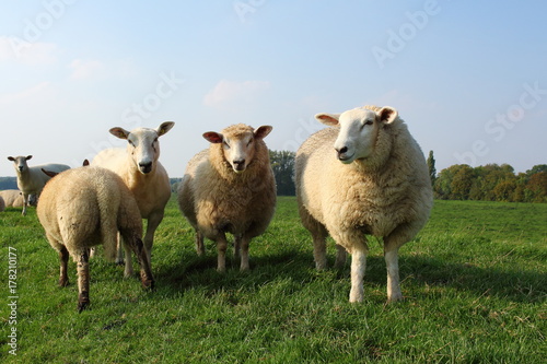 Schafe auf dem Deich © Maren Konitzer